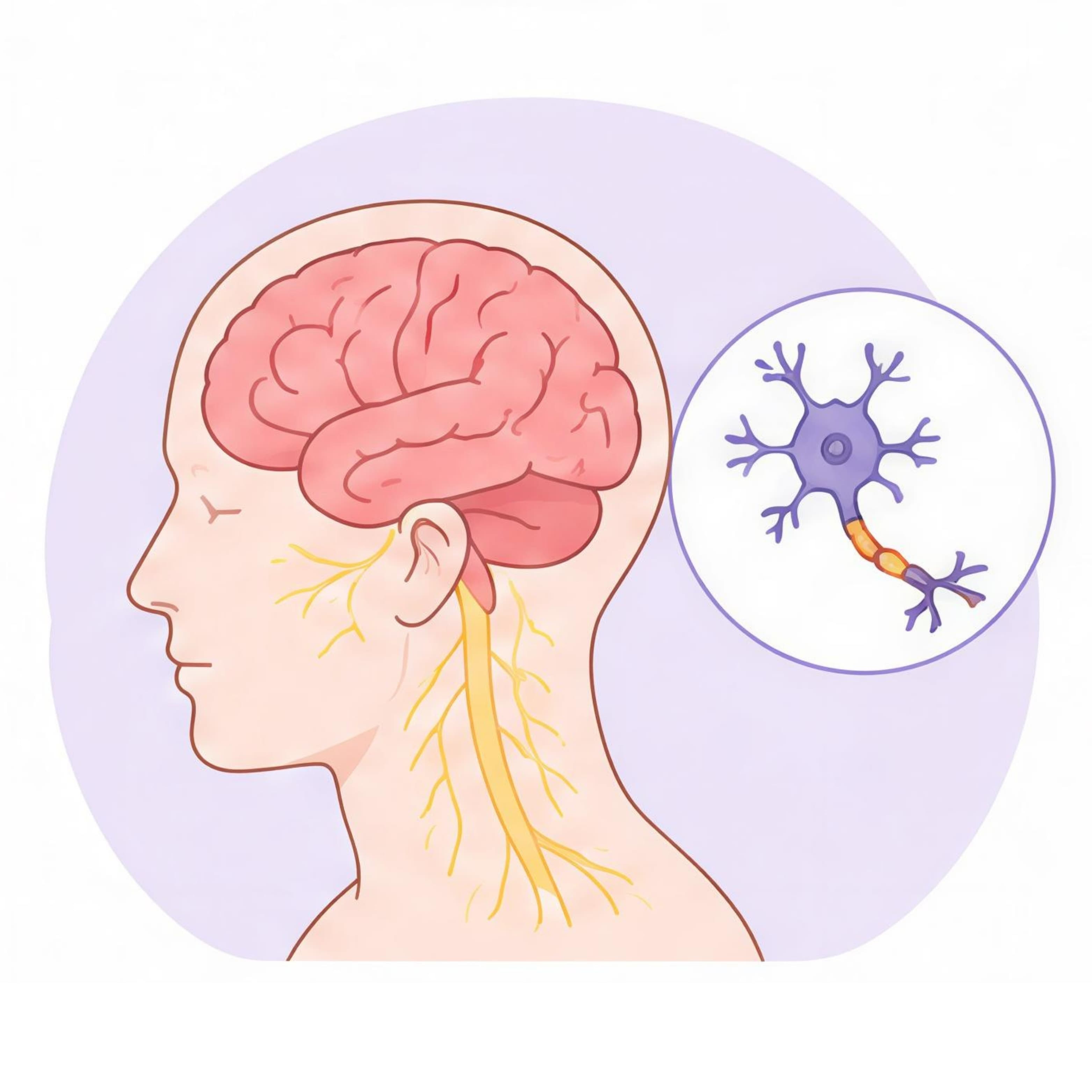 Brain & Nerves
